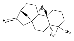 (-)-Phyllocladene Chemical Structure