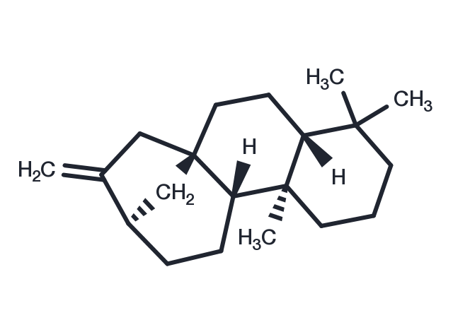 (-)-Phyllocladene Chemical Structure
