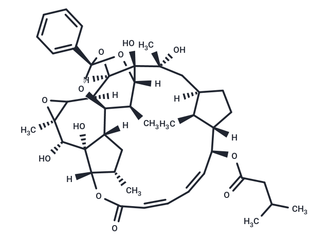 Trigothysoid P