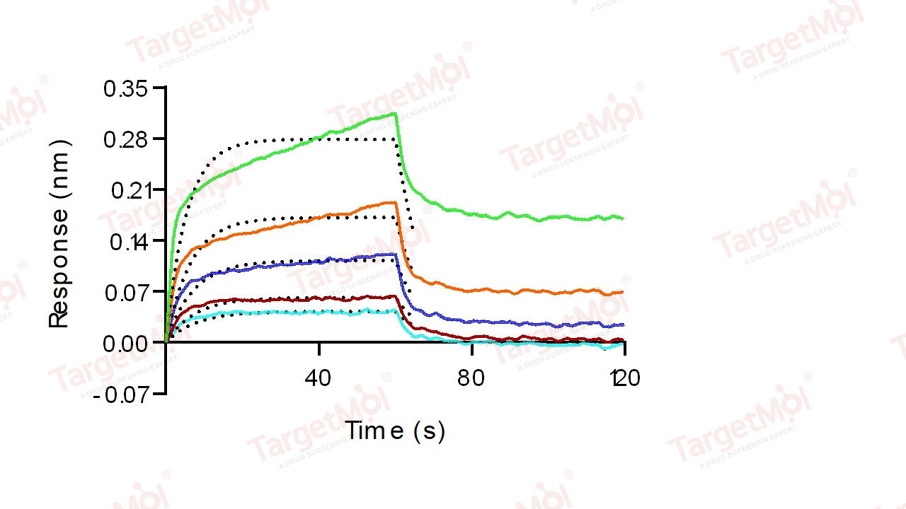 CD32B/Fcgr2b Protein, Mouse, Recombinant (His)