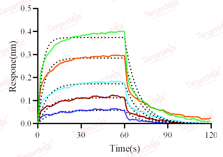 CD32B/Fcgr2b Protein, Mouse, Recombinant (His)