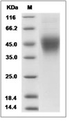Fc epsilon RI Protein, Human, Recombinant (His)