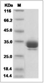 ANGPT2/Angiopoietin-2 Protein, Cynomolgus, Rhesus, Recombinant (His)