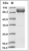 PVRL1/NECTIN1 Protein, Human, Recombinant (hFc), Biotinylated