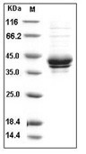 I-309/CCL1 Protein, Human, Recombinant (hFc)
