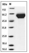 LILRB3/CD85a Protein, Human, Recombinant (His)