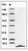 SDF-1 alpha/CXCL12 Protein, Human, Recombinant