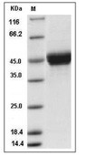 CD14 Protein, Human, Recombinant (His)