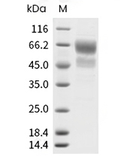 CD28 Protein, Human, Recombinant (hFc & Avi), Biotinylated