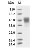 TROP-2 Protein, Human, Recombinant (His)