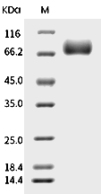 CD122/IL2RB Protein, Mouse, Recombinant (hFc)