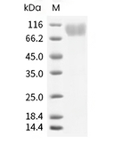 CD42b/GP1BA Protein, Human, Recombinant (His)