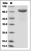 Transferrin Receptor/TFRC Protein, Human, Recombinant (His)
