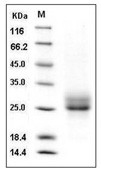 RELT/TNFRSF19L Protein, Human, Recombinant (His)