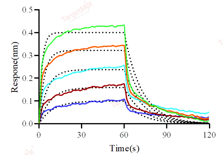 CD32A Protein, Human, Recombinant (167 His, His)