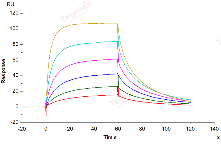 FCGRT & B2M Heterodimer Protein, Cynomolgus, Recombinant (His)