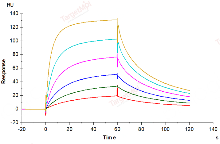 FCGRT & B2M Heterodimer Protein, Cynomolgus, Recombinant (His)