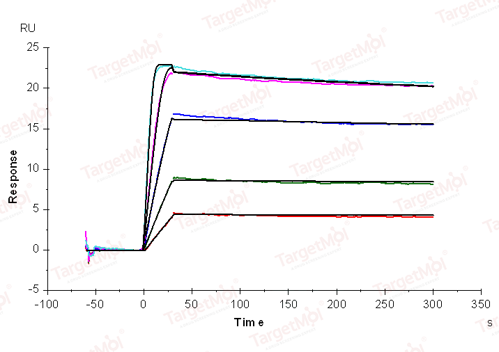 VEGFC Protein, Human, Recombinant (His)