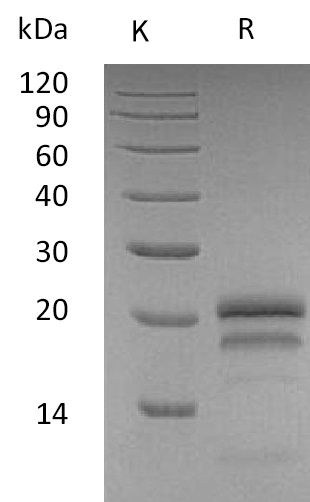 VEGF165 Protein, Human, Recombinant (Low Endotoxin)