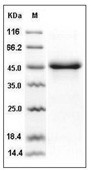 PAI-1 Protein, Human, Recombinant (His)