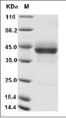 CD3E & CD3G Heterodimer Protein, Cynomolgus, Recombinant (hFc)