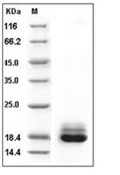 Cystatin C Protein, Human, Recombinant (His)