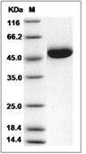 Intrinsic Factor Protein, Human, Recombinant (His)