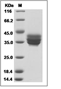 BCMA/TNFRSF17 Protein, Human, Recombinant (rFc)