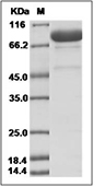 FAP Protein, Human, Recombinant (His), Biotinylated