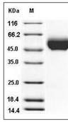 CD155/PVR Protein, Rhesus, Recombinant (His)