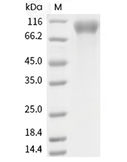 HER2/ERBB2 Protein, Human, Recombinant