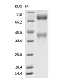HGFR/c-Met Protein, Mouse, Recombinant (His)