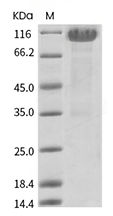 CD93/C1qR1 Protein, Mouse, Recombinant (His)