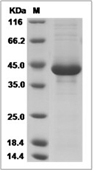 CD3 epsilon/CD3e Protein, Canine, Recombinant (hFc)