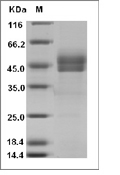 CD3E & CD3G Heterodimer Protein, Human, Recombinant (Fc)