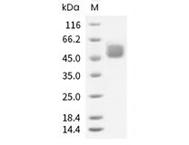 CD64 Protein, Human, Recombinant (His)