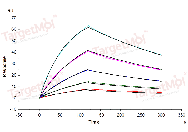 CD64 Protein, Human, Recombinant (His)