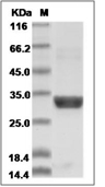 Granzyme A/GZMA Protein, Human, Recombinant (His)