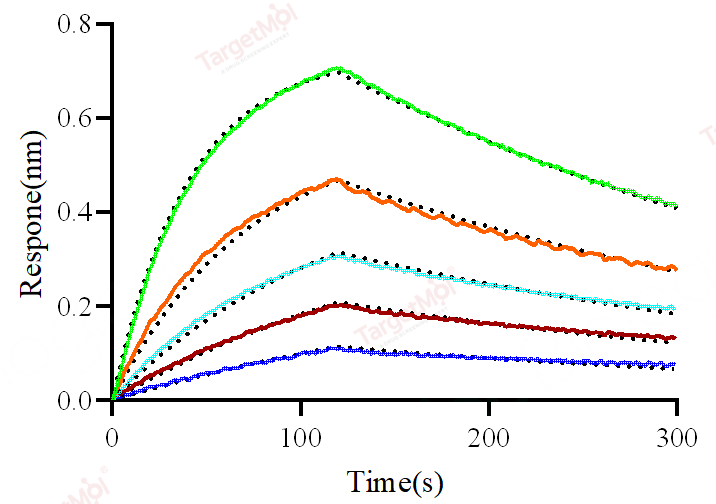 CD64 Protein, Human, Recombinant (His)