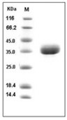 Azurocidin/CAP37 Protein, Human, Recombinant (His)