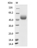 IL-13RA2 Protein, Human, Recombinant (His)