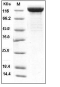 LIFR Protein, Human, Recombinant (His)
