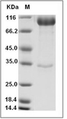 LILRB3/CD85a Protein, Human, Recombinant (hFc)