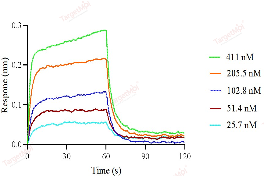 TIGIT Protein, Human, Recombinant (hFc)