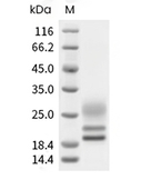 CD3D & CD3E Heterodimer Protein, Human, Recombinant (Flag & His)