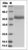 Dengue virus (DENV) (type 3, strain Philippines/H87/1956) NS1 Protein (His)