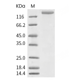Human coronavirus (HCoV-NL63) Spike Protein (S1+S2 ECD, His)