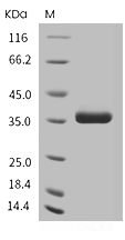EGF Protein, Human, Recombinant (hFc)