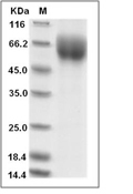 IL-23R Protein, Human, Recombinant (His)