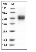 MICB Protein, Human, Recombinant (His)